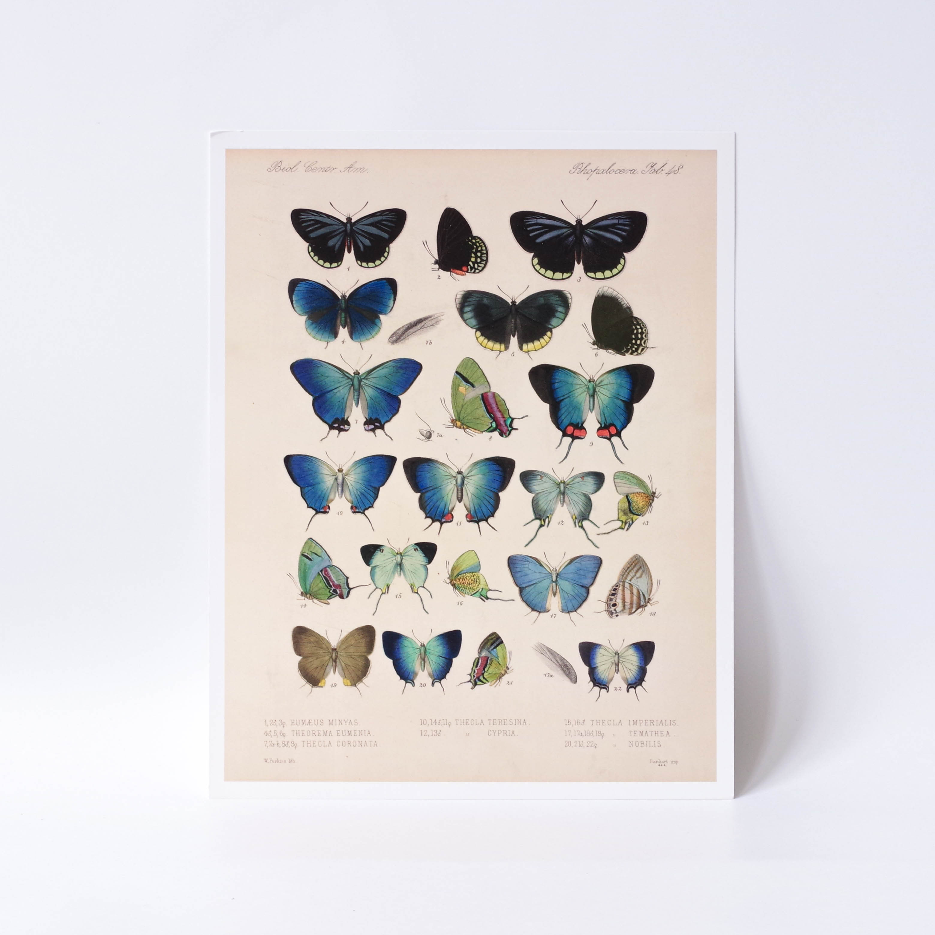 Gallery Print (plain backing board). Flat print 355x280mm